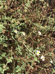 Amauria rotundifolia