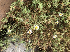 Amauria rotundifolia