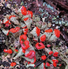 Cladonia incrassata