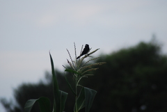 Euplectes albonotatus