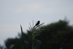 Euplectes albonotatus