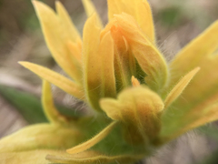 Castilleja miniata fulva