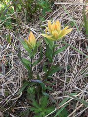 Castilleja miniata fulva