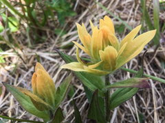 Castilleja miniata fulva