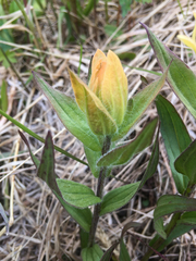 Castilleja miniata fulva