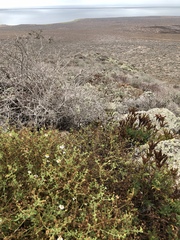 Amauria rotundifolia