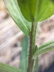 Castilleja miniata fulva