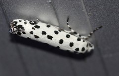 Ethmia clytodoxa