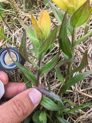 Castilleja miniata fulva