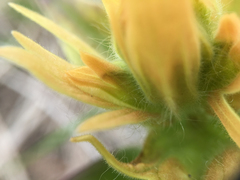 Castilleja miniata fulva