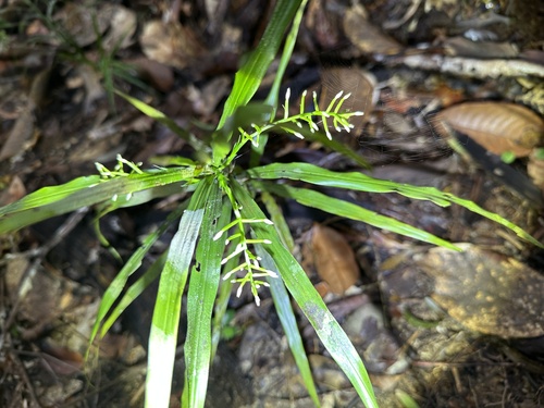 Apostasia nuda observed 2025-04-14