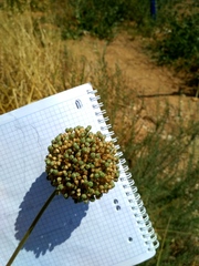 Allium atroviolaceum