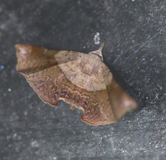 Esthlodora versicolor