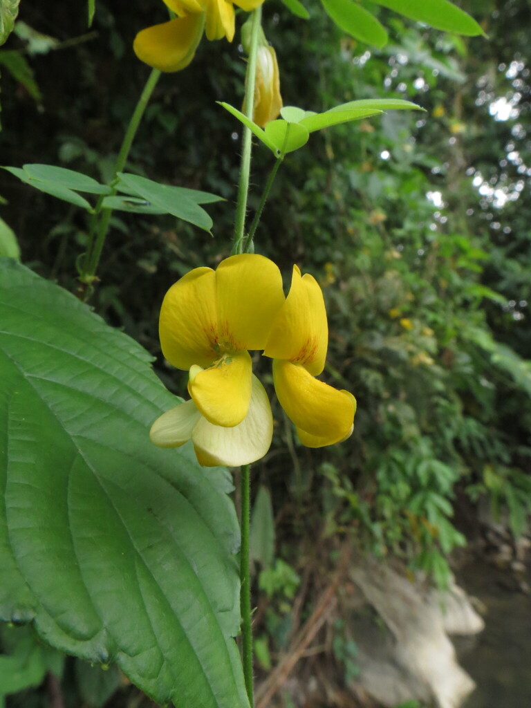 Nissolia latisiliqua