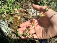 Anthyllis vulneraria boissieri