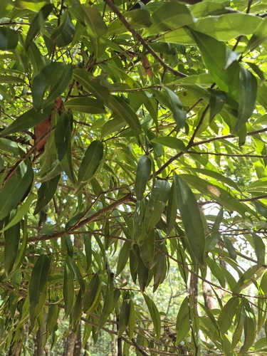 Foto de Caxeta