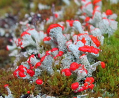 Cladonia incrassata