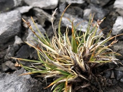 Carex glacialis