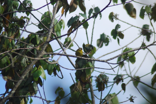 Broad-ringed White-eye (Zosterops eurycricotus), photo 6