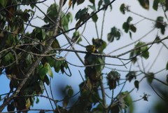 Zosterops eurycricotus