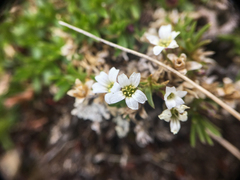 Cherleria biflora