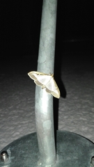 Cydalima perspectalis
