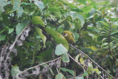 Zosterops eurycricotus