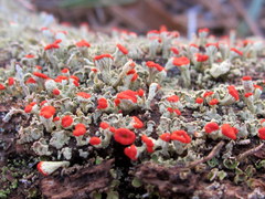 Cladonia incrassata