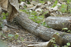 Stenocercus iridescens