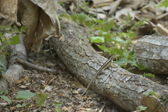 Stenocercus iridescens
