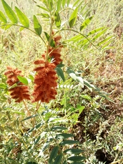 Glycyrrhiza lepidota