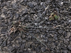 Poa glauca