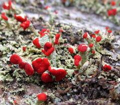 Cladonia incrassata