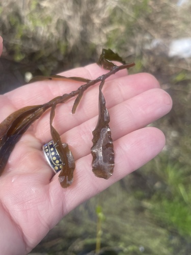 curly pondweed (Potamogeton crispus)