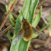 Woolly Bee Flies - Photo (c) Marcello Consolo, some rights reserved (CC BY-NC-SA)