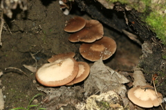 Lentinula