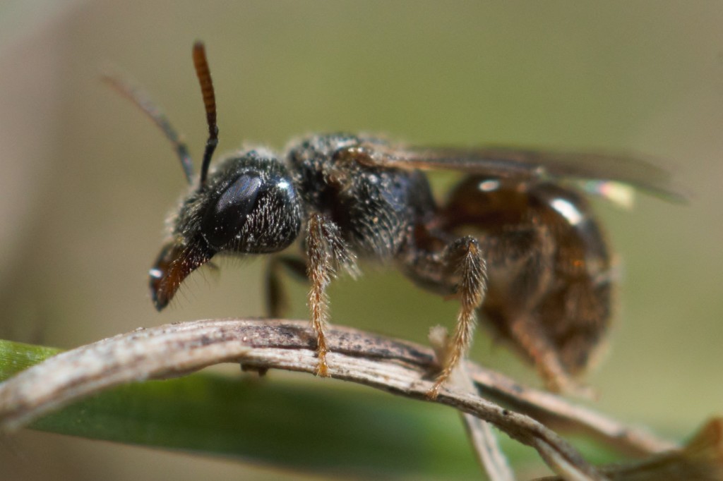 smooth-backed sweat bee