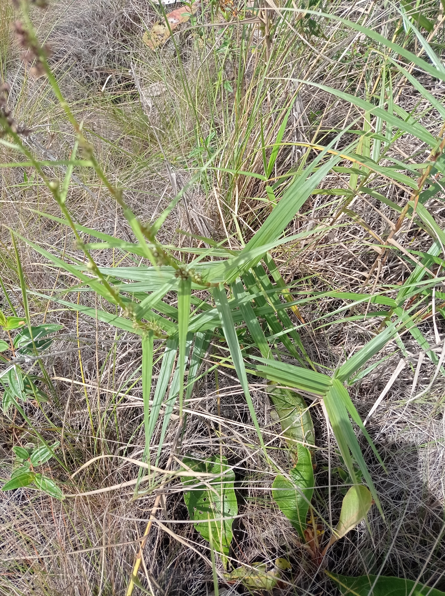 Imagem de Cipó-de-fogo