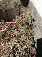 Heliotropium europaeum