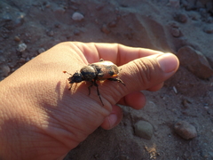 Nicrophorus marginatus