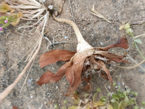 Image of Colchicum rechingeri by no rights reserved