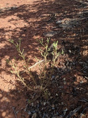 Cordylanthus parviflorus