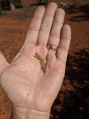 Cordylanthus parviflorus