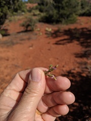 Cordylanthus parviflorus