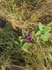 Gentiana austromontana