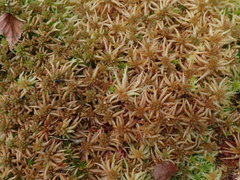 Sphagnum magellanicum