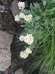 Achillea nana