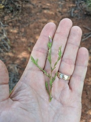 Cordylanthus parviflorus