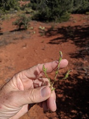 Cordylanthus parviflorus