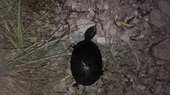 Kinosternon hirtipes murrayi